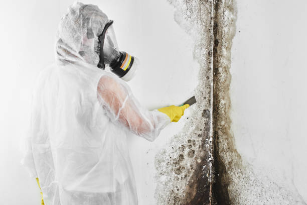 Best Black Mold Removal  in Loveland, CO
