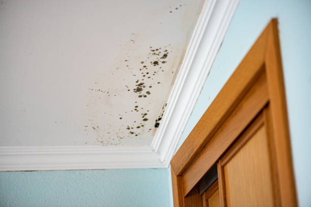 Best Local Mold Removal Service  in Loveland, CO