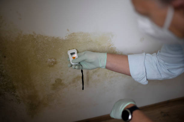 Loveland, CO Mold Removal Company