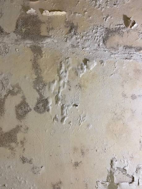 Certified Mold Removal in Loveland, CO