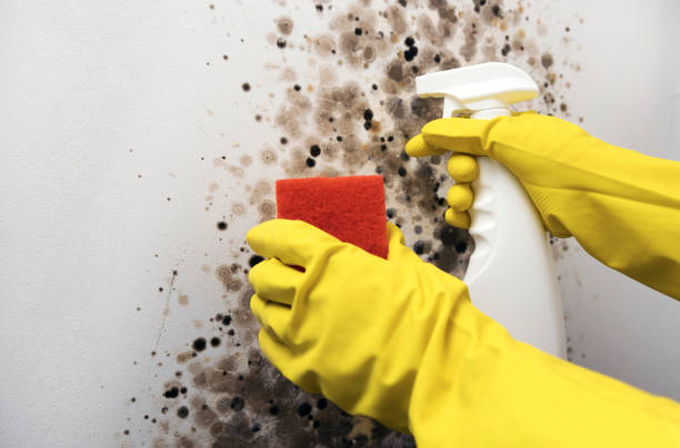 Mold Removal Process in Loveland, CO