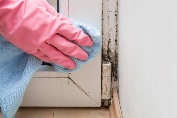 Best Same-Day Mold Removal  in Loveland, CO